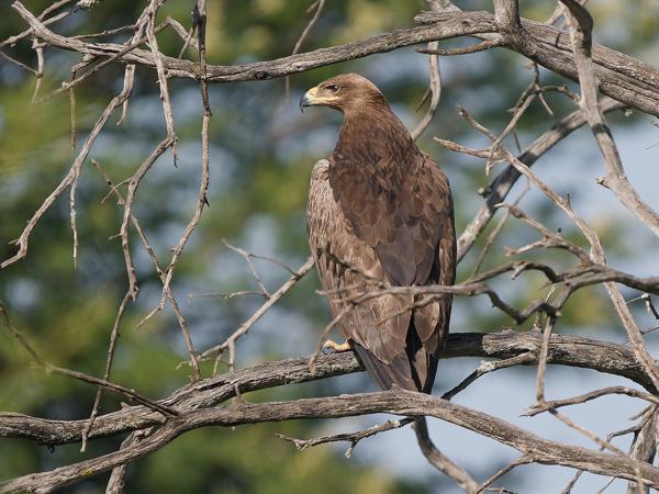 <h3><a href="/trips/tanzania/biota/animalia/chordata/aves/017 accipitriformes/004 accipitridae/aquila rapax/aquila rapax-nl.html">Aquila&nbsp;rapax</a> / Tawny&nbsp;eagle / Savannearend</h3>OM-1 Mark II met OLYMPUS M.150-400mm F4.5, 1/2000 sec  bij F4.5, ISO 400, afstand 58.8&nbsp;m
